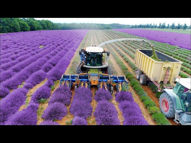 COMO se HACEN los PERFUMES más CAROS documental