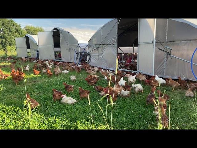 Beyond Organic Pasture Chicken