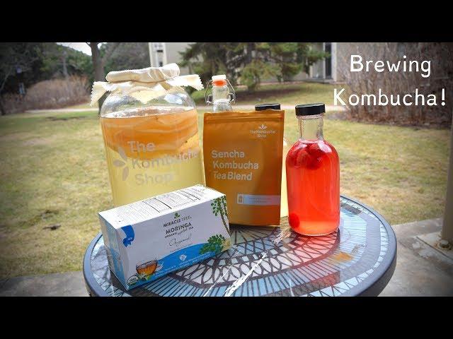 HOW I BREW MY KOMBUCHA - Feat. Miracle Tree Moringa Tea