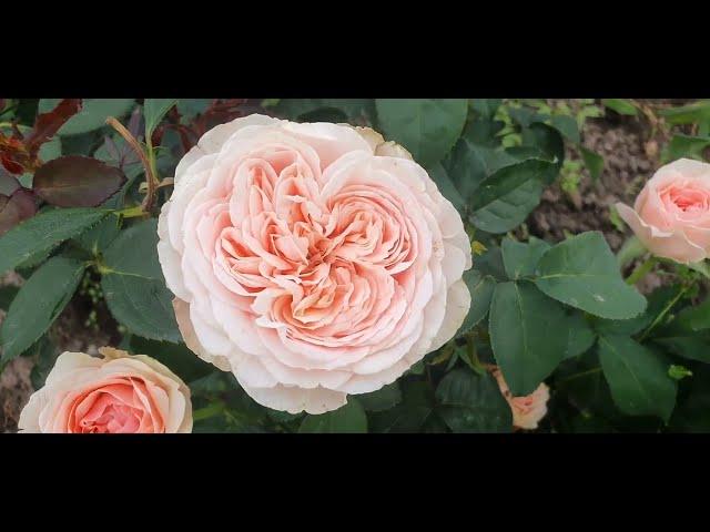 EDROSES/Троянда Сенлітсу (Senlitsu), Keiji Kunieda ,Японія 2018 р.  Hybrid Tea , Florists Rose.