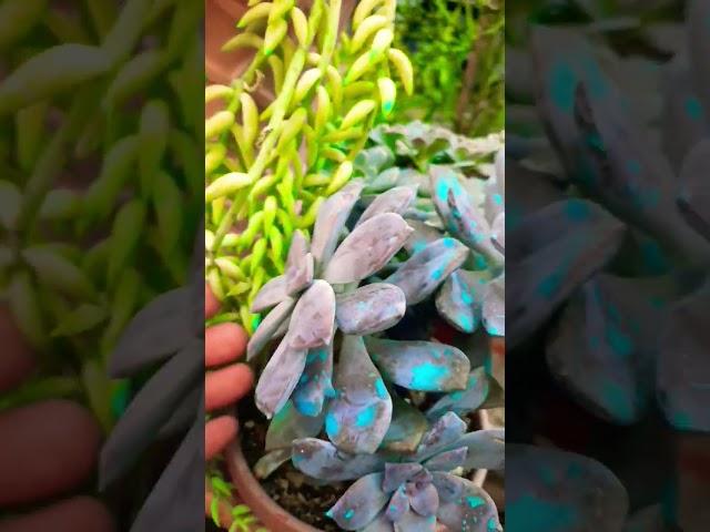 #Succulent #plant #succulents #plants #cactus #propagation #homegarden #tips #care