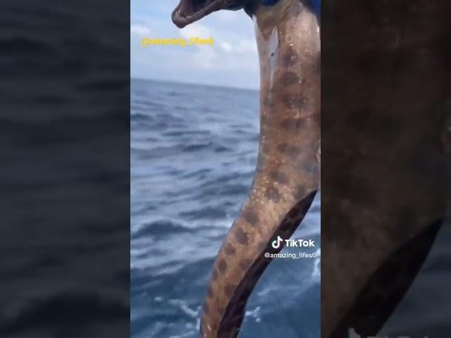 #fishing #ocean #creatures #eels #fishinglife #offshore #lobster #fishingvideo #fishing_video #alien