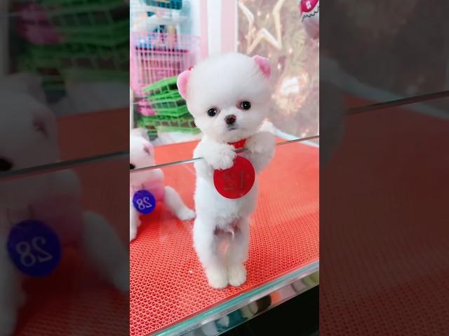 Tik tok chos poç mini  Funny and cute Pomeranian 628 #pomeranian #pets #shorts