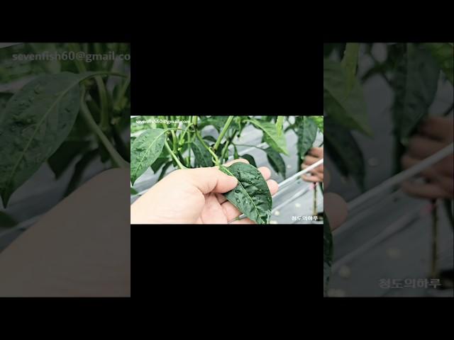 [1부] 고추 나무가 힘없이 휘어진다면 장마철 물고임 조심하세요.? 텃밭농사ㆍ고추재배ㆍ고추농사