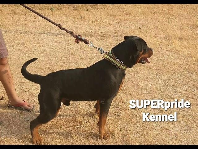 Super pride kennel #kingsizerottweilermale