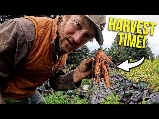 Eve's Garden of Carrots || Alaska Last Frontier Kilcher