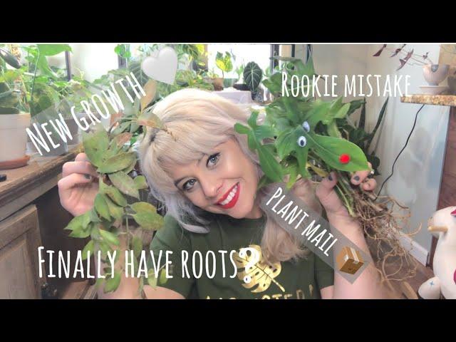 Plant growth & updates | Legends of Monstera Unboxing