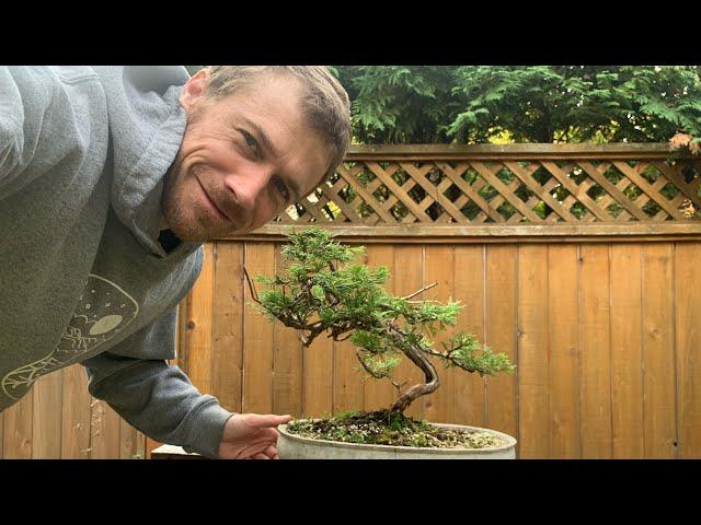 Juniper Bonsai Styling - Commentary on Design