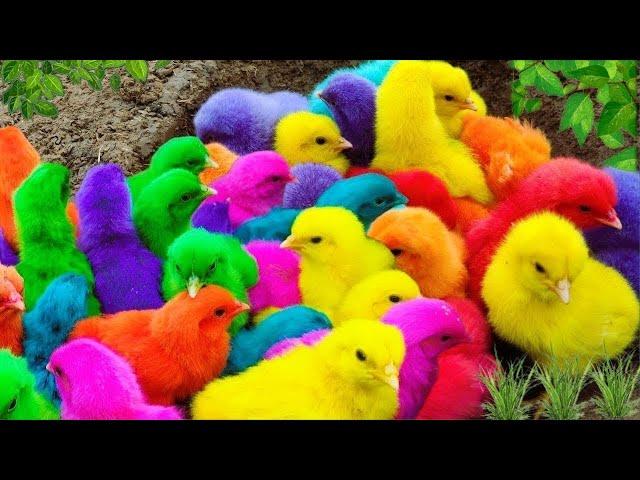 Tangkap Ayam Lucu,Ayam Warna Warni,Ayam rainbow,Ayam Pelangi, Bebek,kucing,Kelinci,Dunia Hewan Lucu