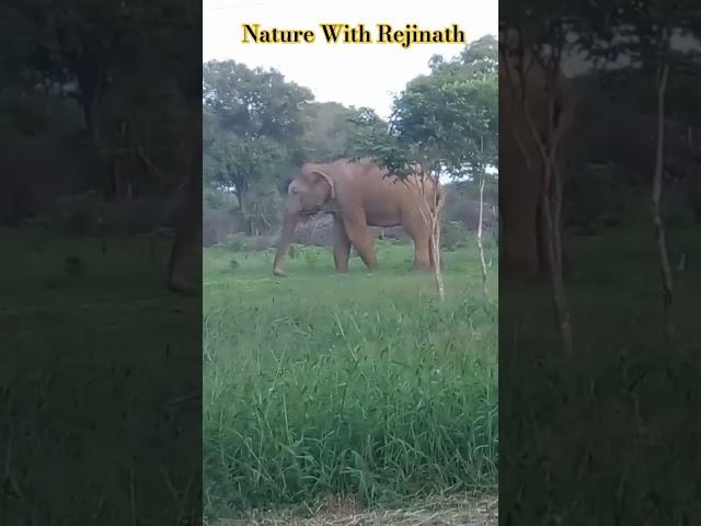 Wild Elephants at Somawathiya️|shorts|elephant|trending|wildanimals|viral|naturewithRejinath