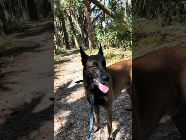 Whiskey LOVES Walks In The Woods #doglover #belgianmalinois #dogmom #dogwalk