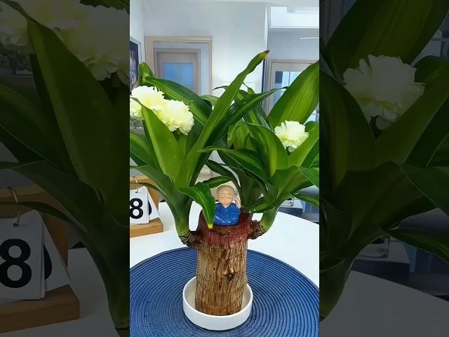 Brazilian Lucky Wood Mini Home Plant Decoration