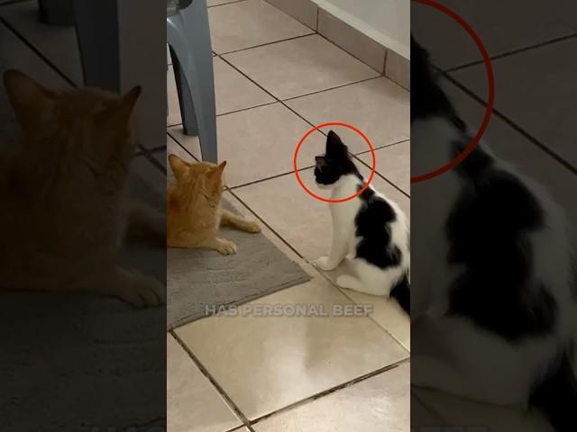 Black Cat Puts On An Act When It’s Caught Red Handed! 