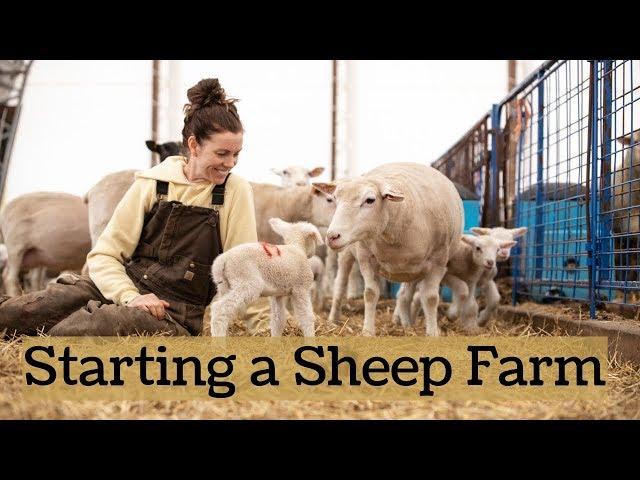 How We Started Our Sheep Farm FROM SCRATCH!! (& Tips For Beginners):Vlog 161