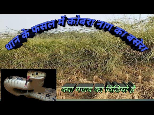 # video | धान के फसल में कोबरा नाग का बसेरा||#@87442-p kobra nag se kisaan pareshan ||