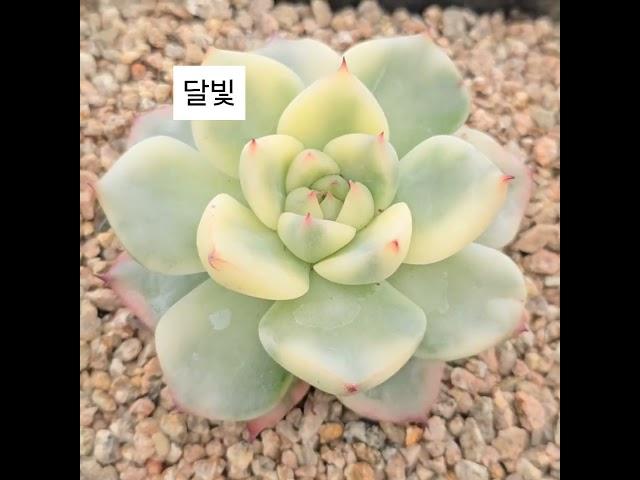 #달빛 #부산금화다육  #보스데이 #수입전문 #금다육전문 #창금 #다육이
