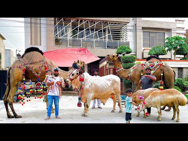 Camel for Qurbani BakraEid in Pakistan - DUR NAHI LAGTA ? Bakra Mandi Pakistan 2022 Videos