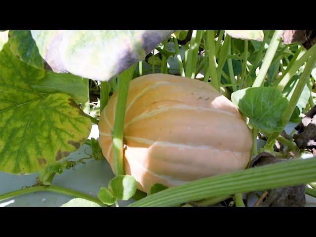 One Type Pumpkin Helps Farmers with Crop Production