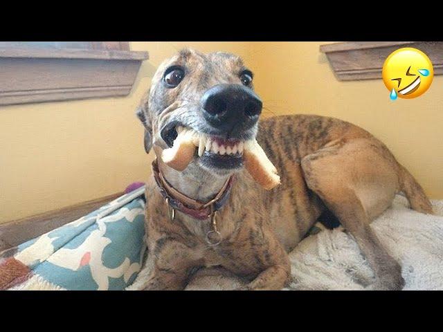 Best Animal Videos 2024  - Funniest Dogs  And Cats  Moments