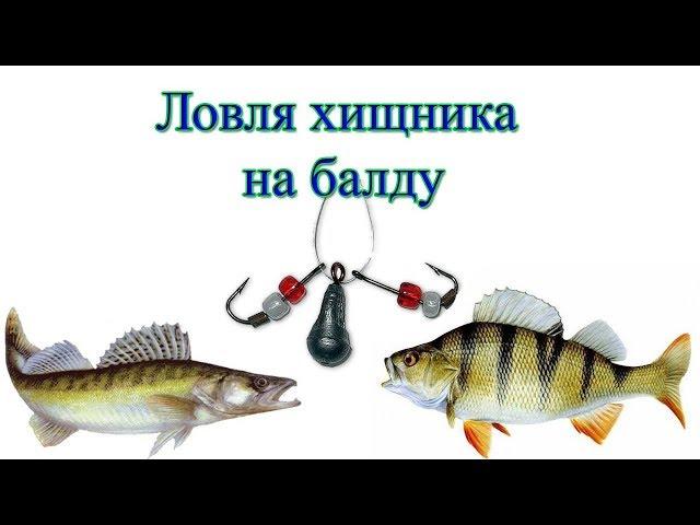 Ловля хищника на балду. Окунь, судак.