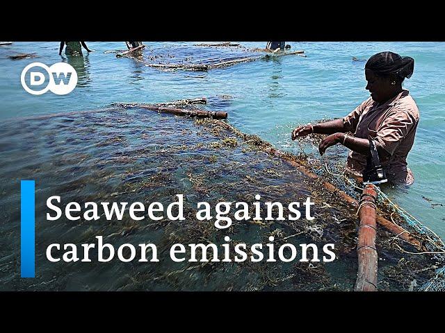 India's secret weapon to net climate gains | DW News