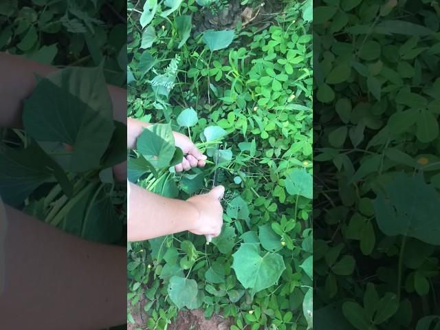 Enjoy cutting potato leaves p1 #potato #leaves #cuttingskills #shorts #nature #reels #plants #relax