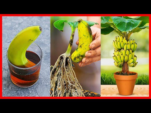 How to Grow Banana Tree From Banana  New gardening method