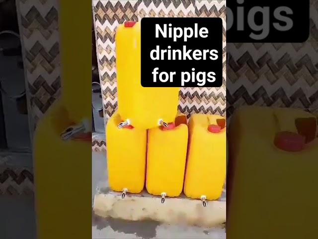 pig nipples drinkers #investorbiggifarms #pigindustry #youtubechamps #youtubemadeforyou #pigsofig