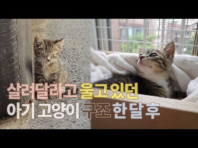 [4묘4색] 살려달라고 울고 있던 새끼고양이 구조 한 달 후 ㅣ 생후 5일 아기고양이 두 달 후