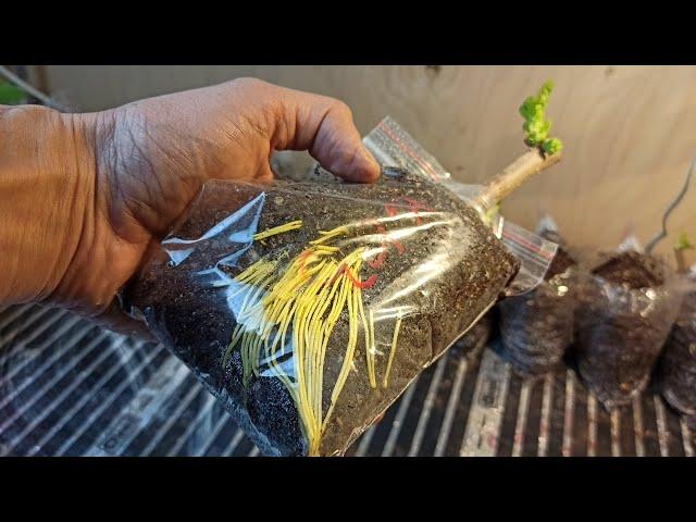 Rooting mulberries in bags