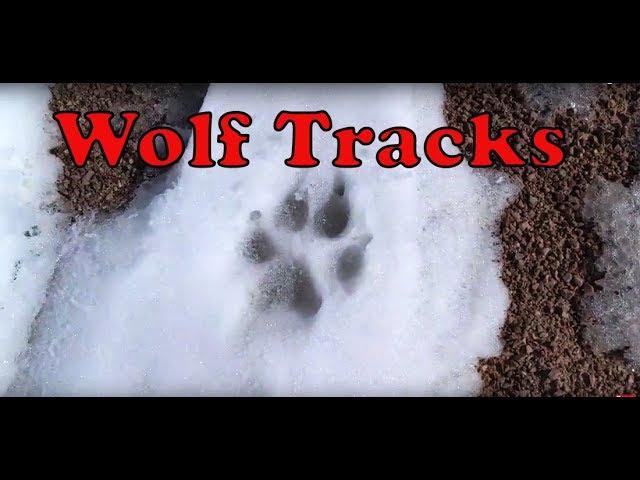 Wolf tracks in the snow