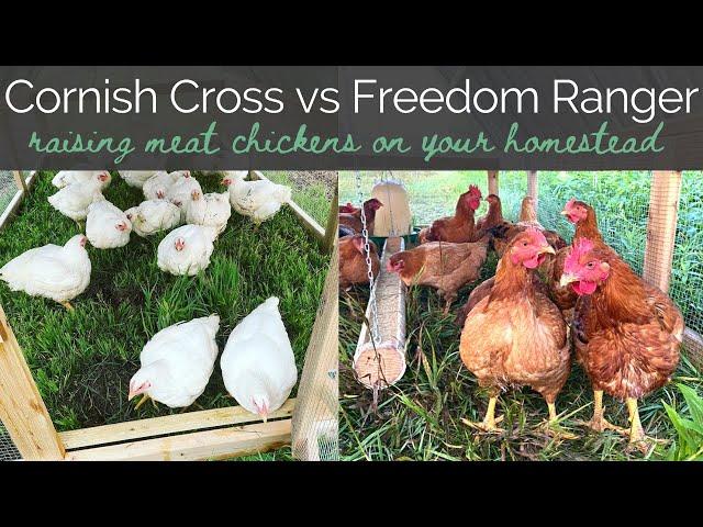 Cornish Cross vs Freedom Ranger Chickens | Raising Meat Chickens on your Homestead | Pasture Broiler