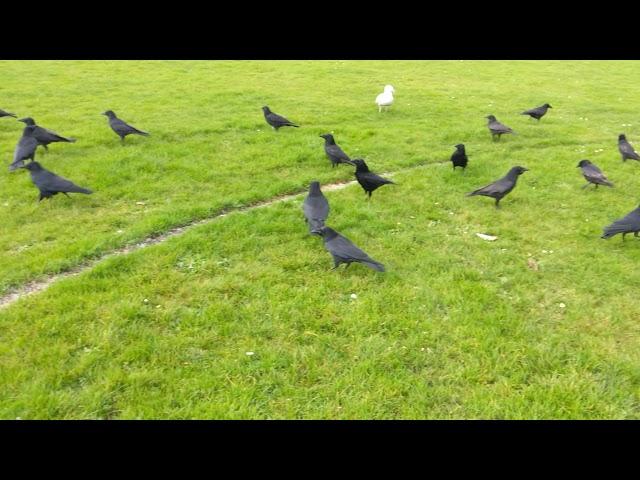 Crows in Bute Park Cardiff