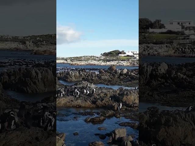 @AtomikMedia You need to see Betty's Bay Beach unique Penguin Colony in Western Cape South Africa