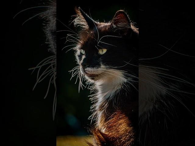 edit vs raw CAT #photography #photoediting #photoedit #lightroom #photoshop #cats