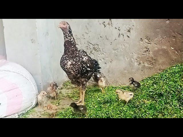 Backyard hen and her baby chicks - Mian inventions