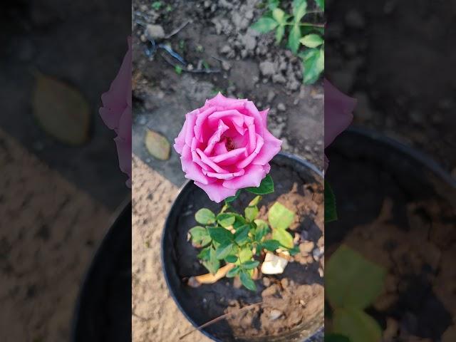 Some of hybrid and desi roses in my village garden, #flowergardening #bloominggardens #gardeninglove