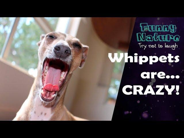 Whippet compilation - Whippet is the new Shibe - Funny Nature