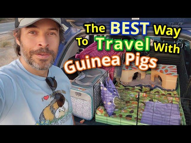 The Best Way To Travel With Guinea Pigs - Driving On The Road