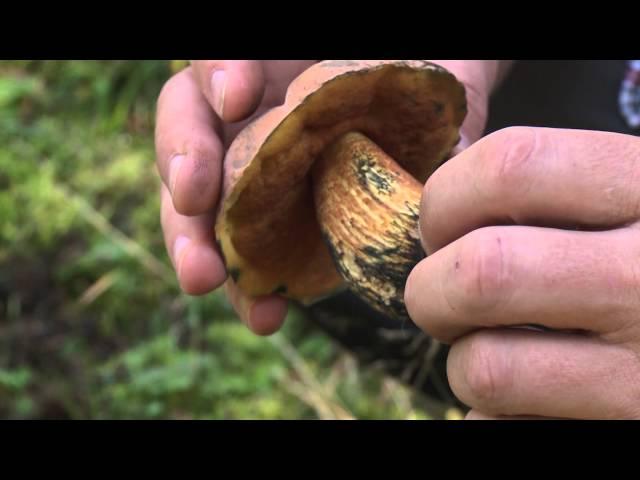 Pilz-Führer: Diese Pilze sind lecker und garantiert ungiftig