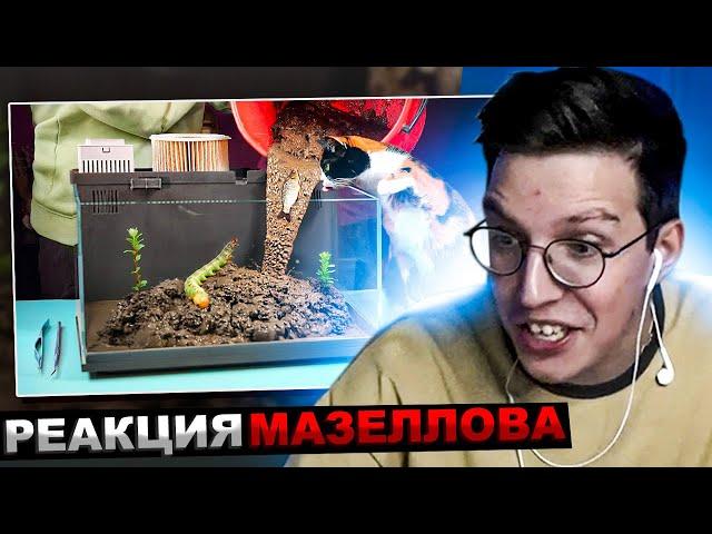 МАЗЕЛЛОВ СМОТРИТ SlivkiShow - БОЛОТО В АКВАРИУМЕ ИЗ БУДУЩЕГО - ДЕНЬ 1 | РЕАКЦИЯ МАЗЕЛОВ СЛИВКИ ШОУ