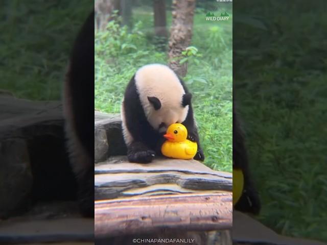 Why Pandas Are Lazy And So Cute 