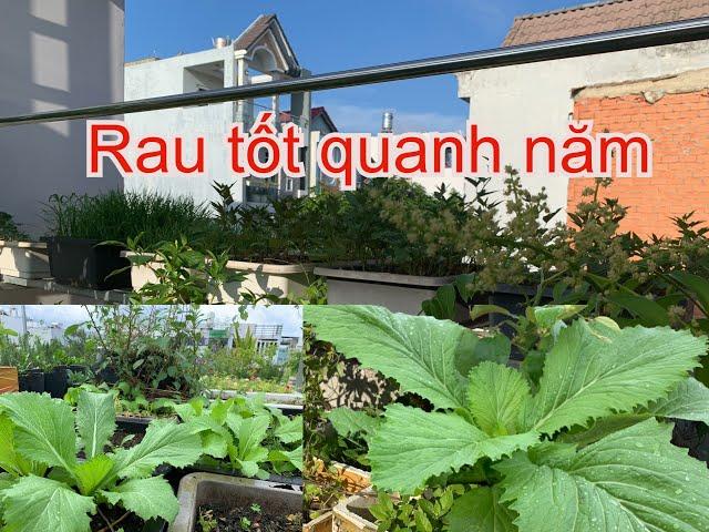 Trồng đơn giản mà Rau Tốt Quanh Năm | THÍCH TRỒNG CÂY TV