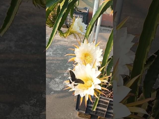 Natural Pollination Of Dragon Flowers #dragon #flowers #pollinations #shorts #youtube #viral
