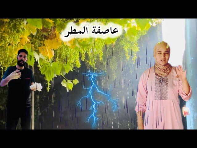 * عاصفة الصيف تعود للمطارات: حماية أشجار العنب من الأمراض.