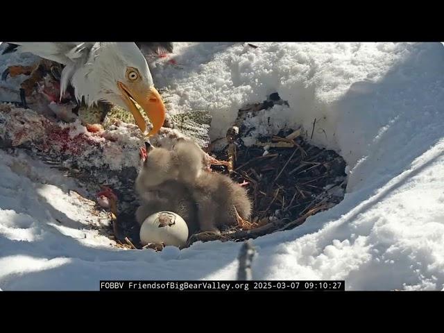 @FOBBVCAM Shadow replaces Jackie and feeds the chicks