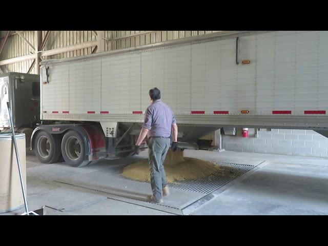 Unloading local hopper truck of soybeans into pit