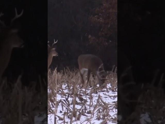 GIANT CHRISTMAS BUCK! #shorts