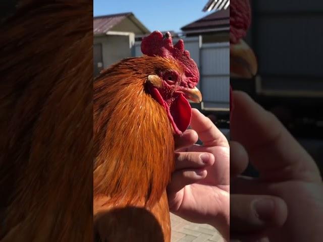 What to cook from a rooster?