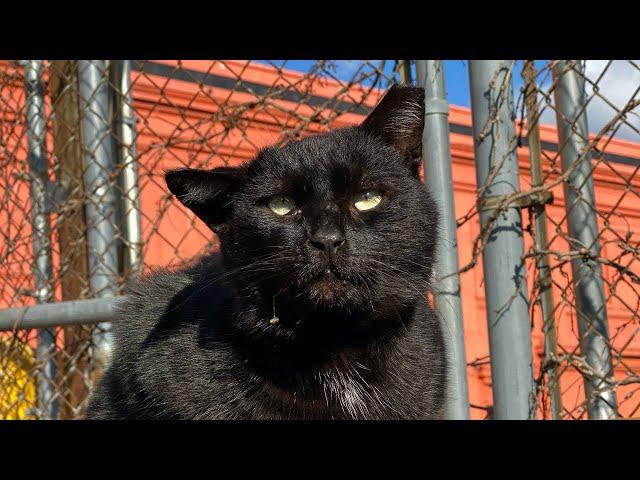 Street Cat Rescue: King George